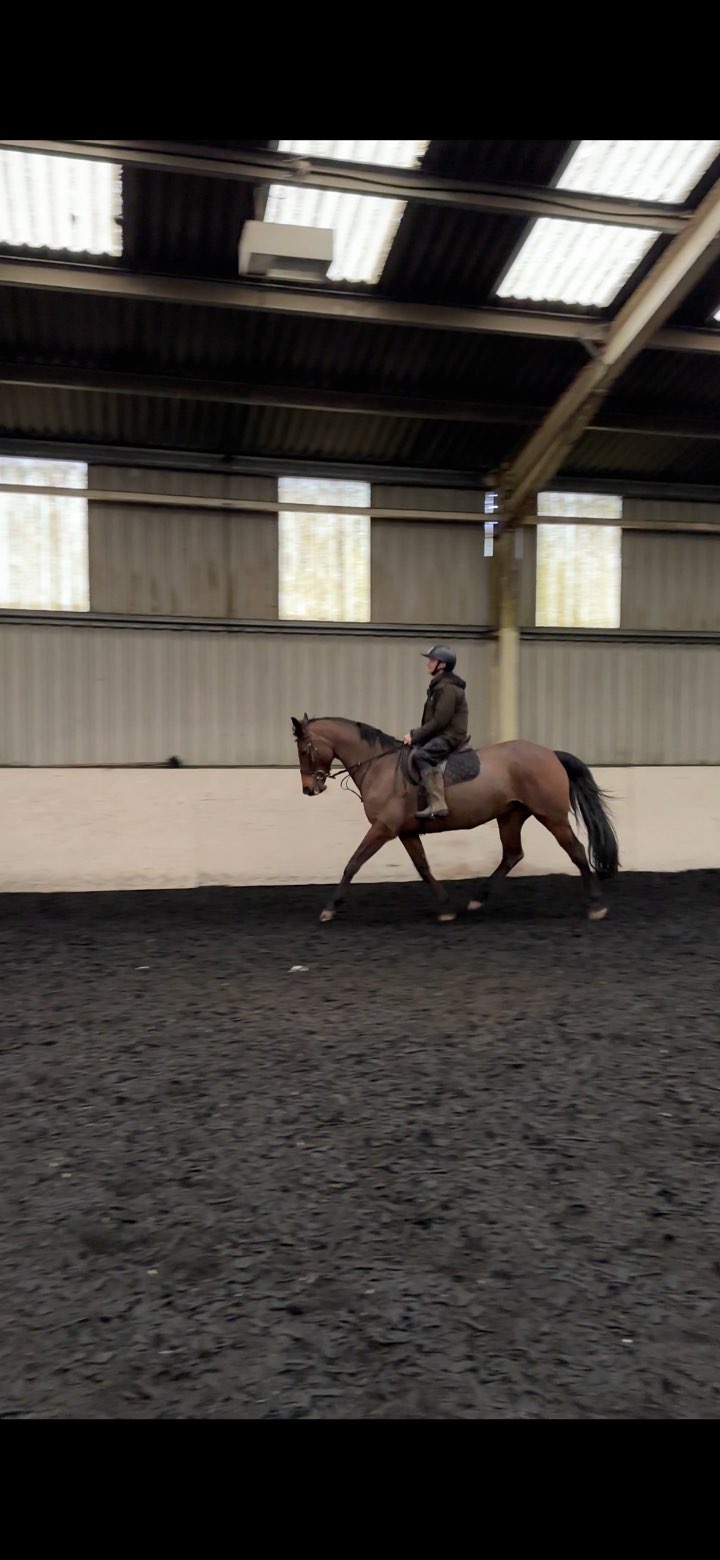 Indoor school trot work