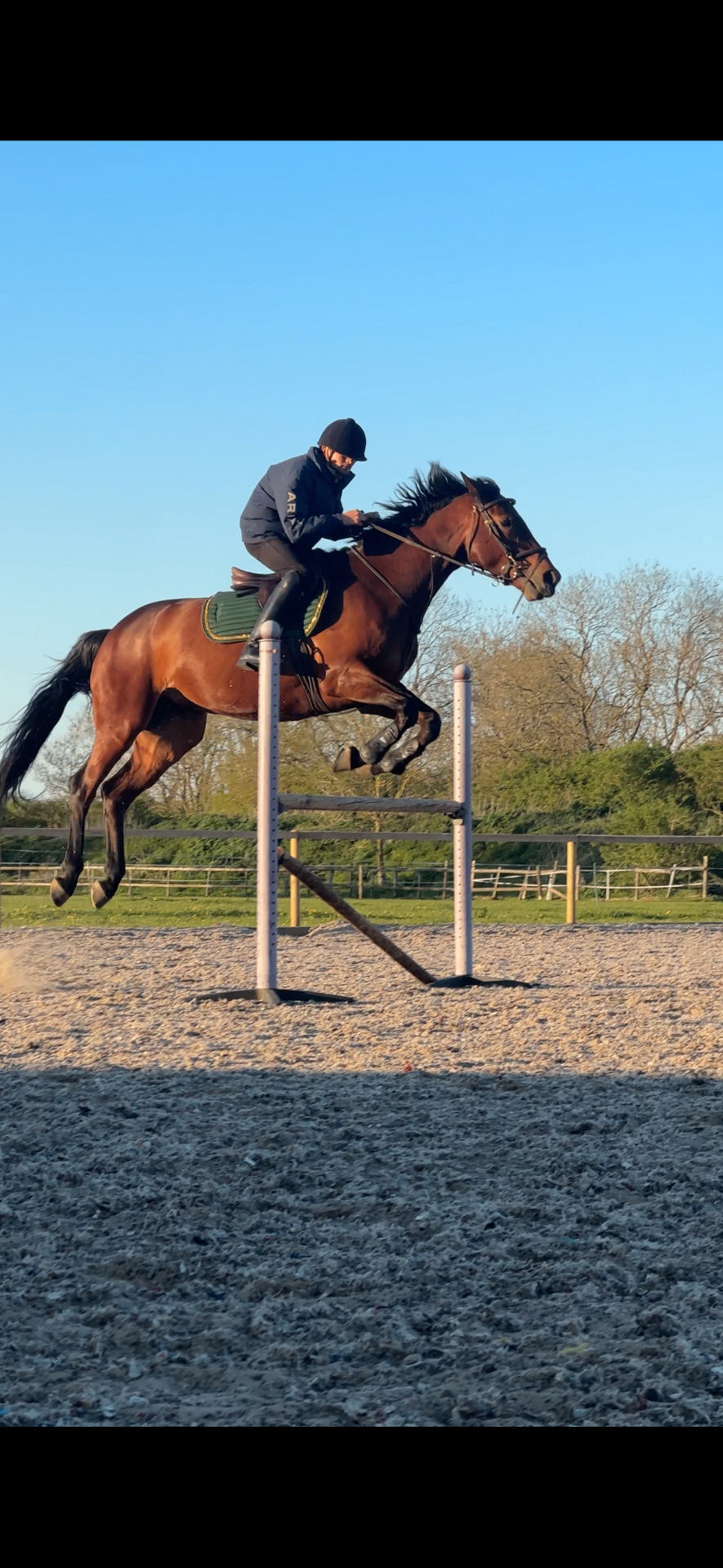 Bay horse mid-jump at sunset